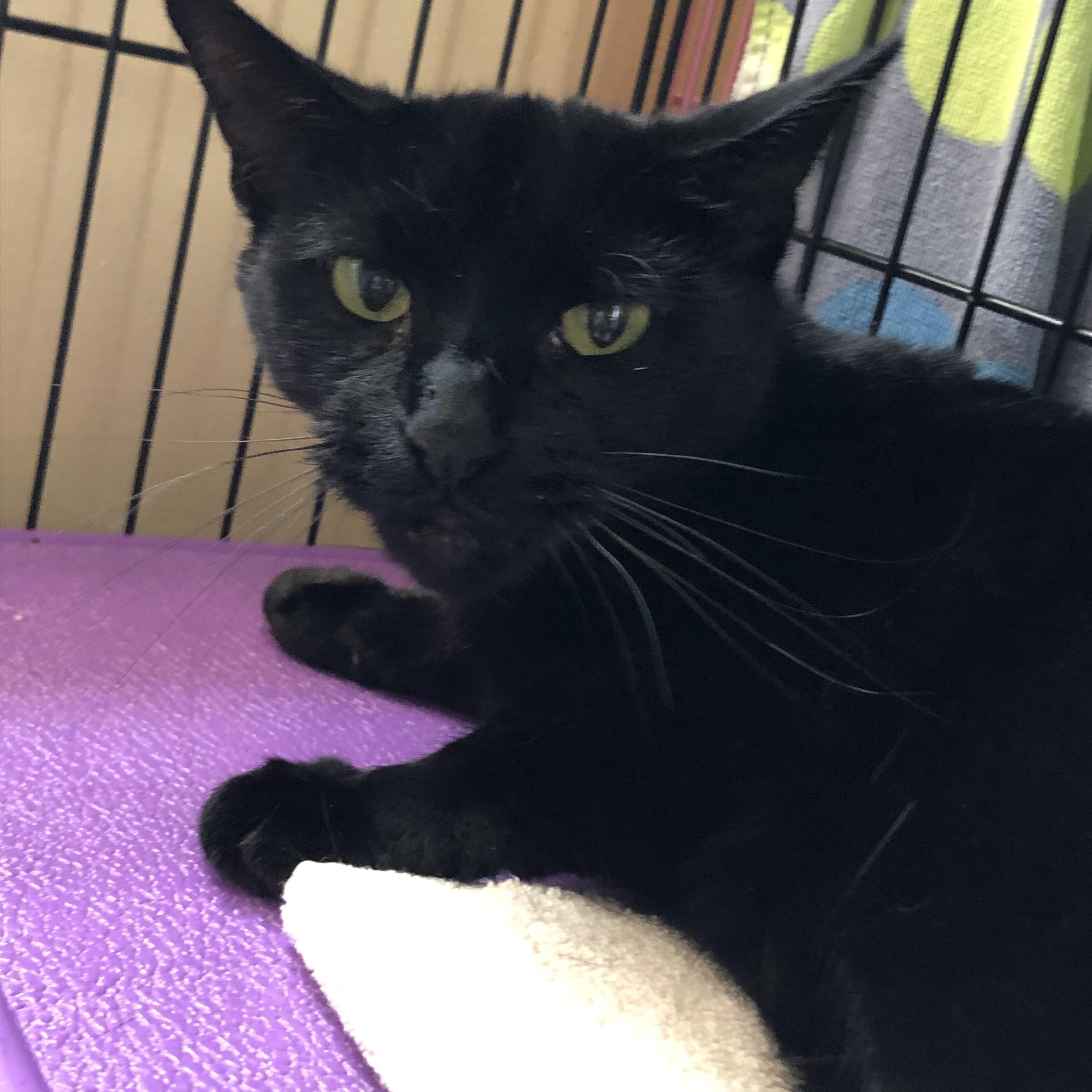 Mole, an adoptable Domestic Short Hair in Salisbury, MA, 01952 | Photo Image 7