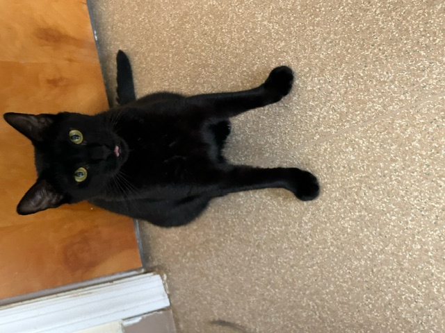 Mole, an adoptable Domestic Short Hair in Salisbury, MA, 01952 | Photo Image 10