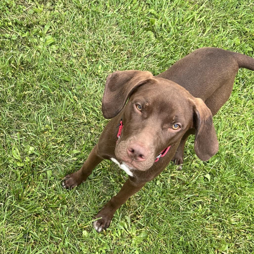Marcie, Adoptable, Young Female German Shorthaired Pointer & Mixed Breed.