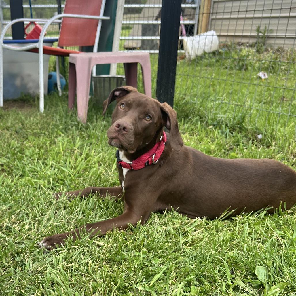 Enlarge Marcie, a Adoptable mixed breed in Uniontown, PA image 2/3