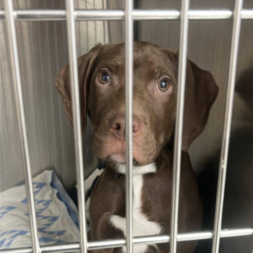 Enlarge Marcie, a Adoptable mixed breed in Uniontown, PA image 3/3