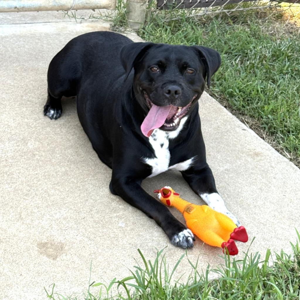 Enlarge Luna, a Adoptable mixed breed in Brenham, TX image 4/6