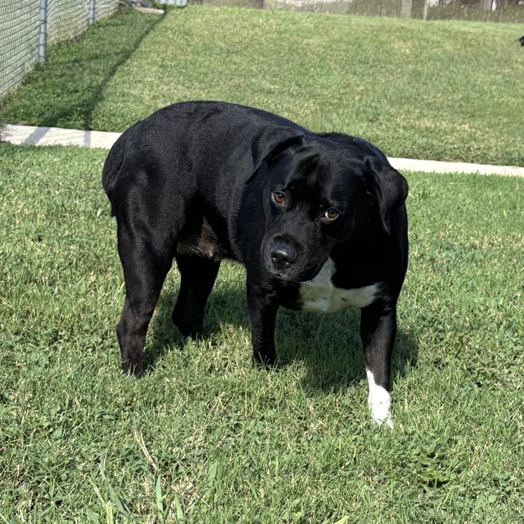 Luna, a Adoptable mixed breed in Brenham, TX image 2/6
