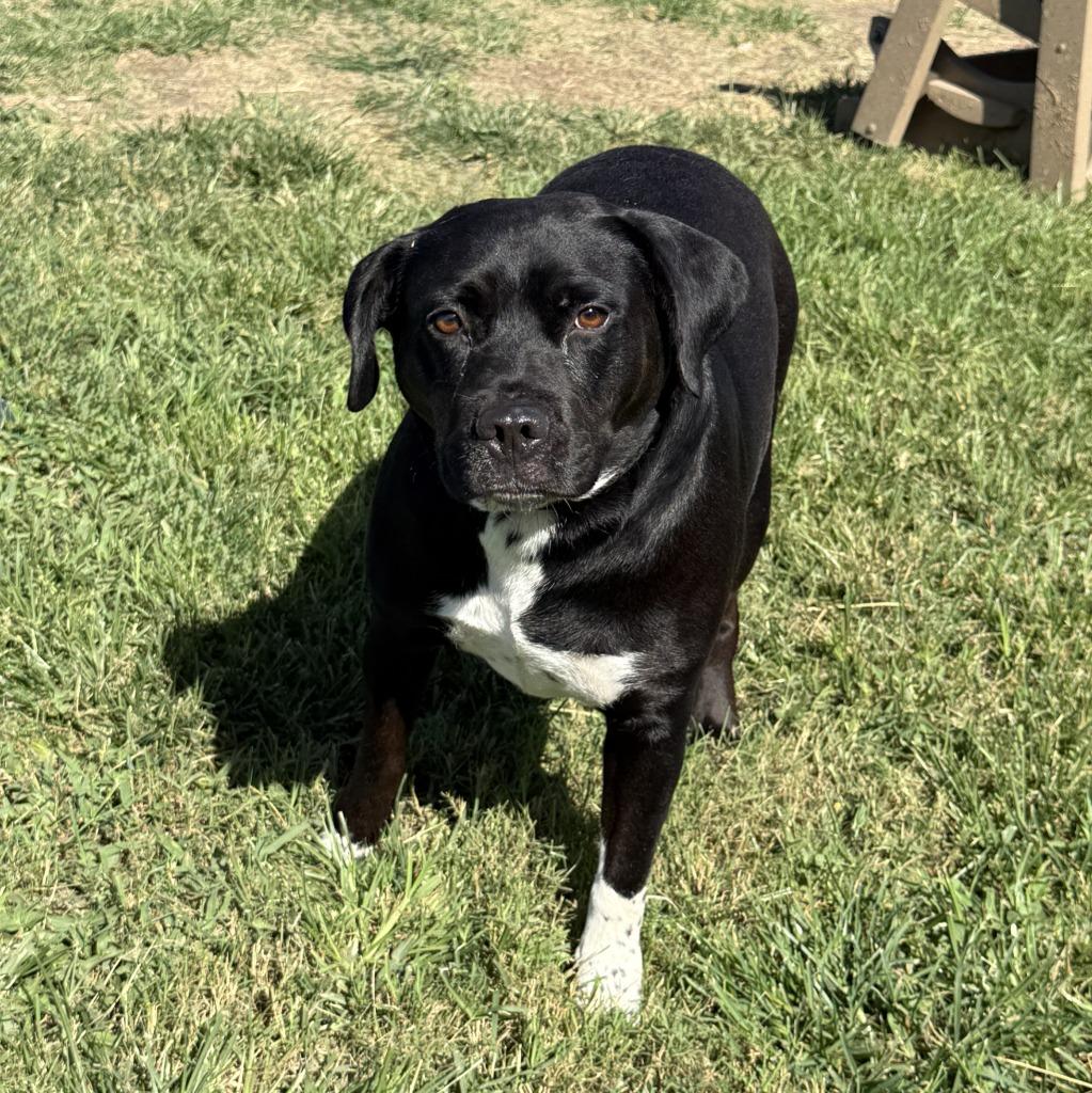 Luna, a Adoptable mixed breed in Brenham, TX image 3/6