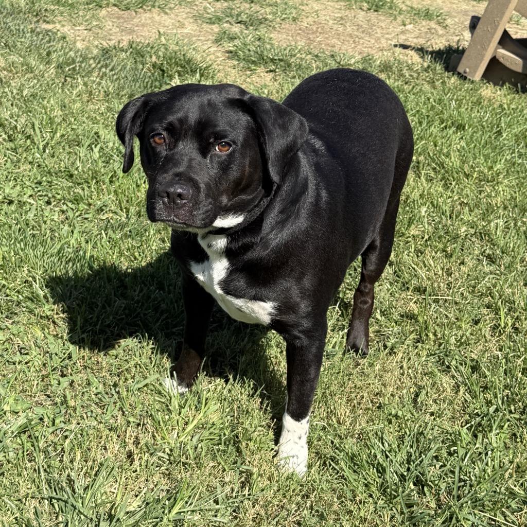 Luna, a Adoptable mixed breed in Brenham, TX image 4/6