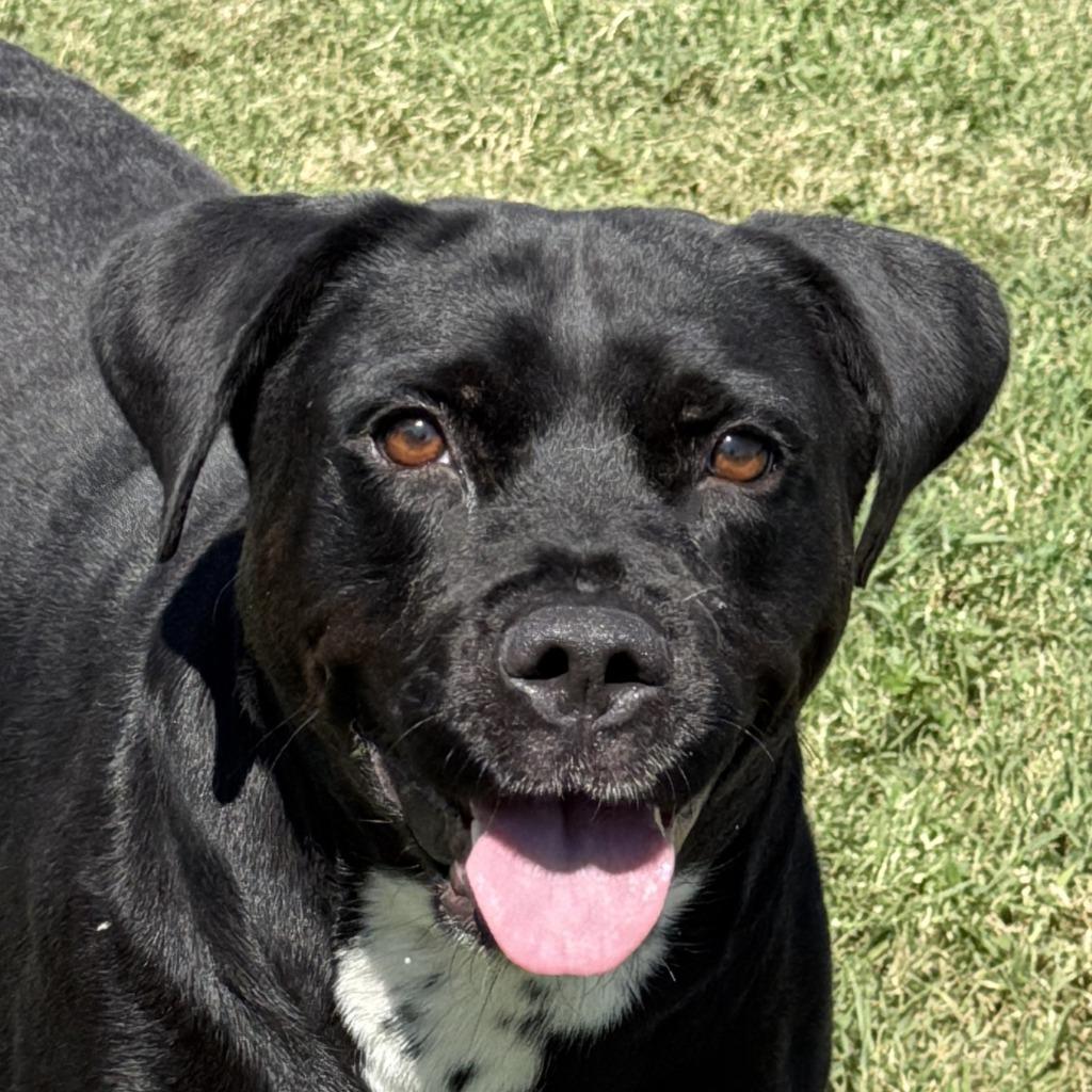 Luna, Adoptable, Adult Female Mixed Breed.