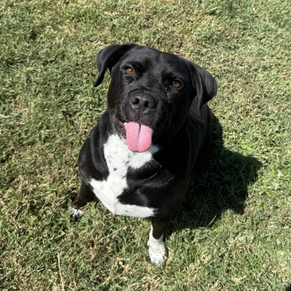 Enlarge Luna, a Adoptable mixed breed in Brenham, TX image 2/6