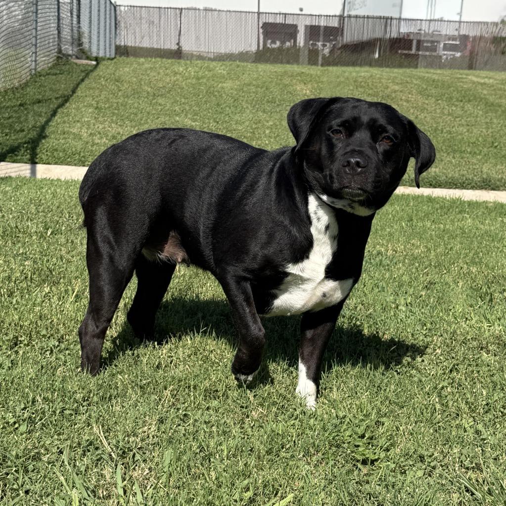 Luna, a Adoptable mixed breed in Brenham, TX image 5/6
