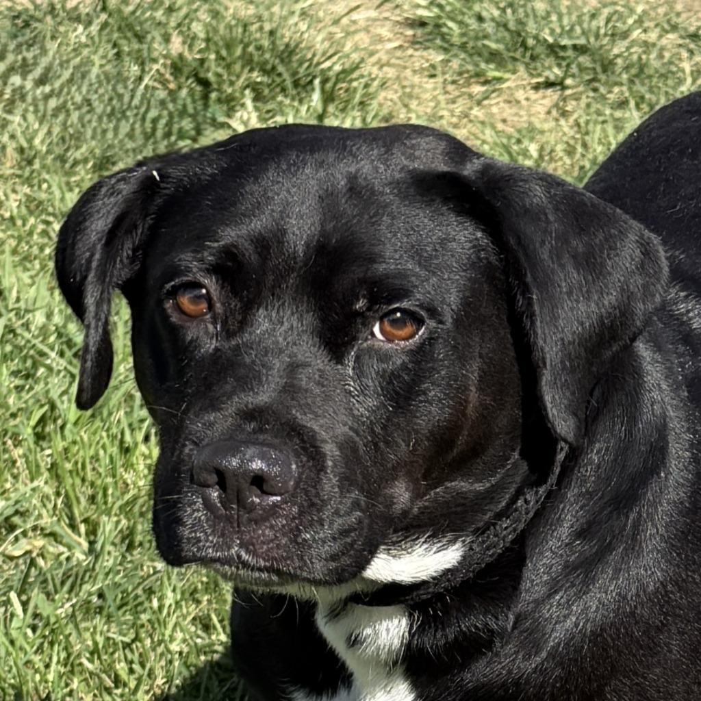 Luna, Adoptable, Adult Female Mixed Breed.
