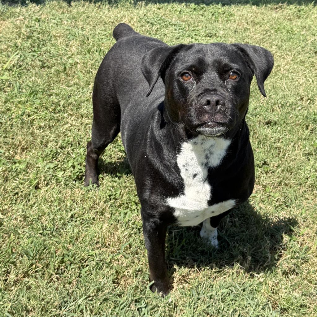 Enlarge Luna, a Adoptable mixed breed in Brenham, TX image 3/6