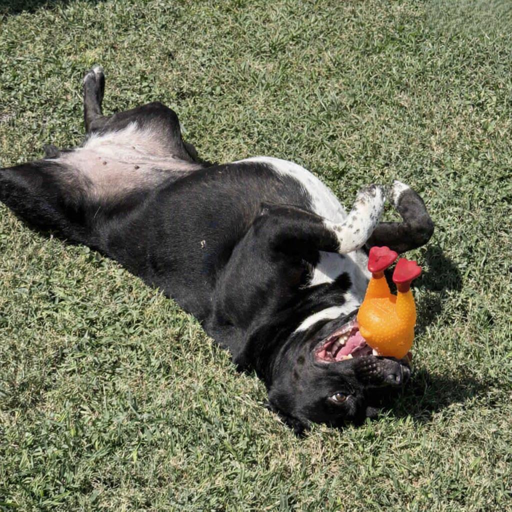 Enlarge Luna, a Adoptable mixed breed in Brenham, TX image 5/6