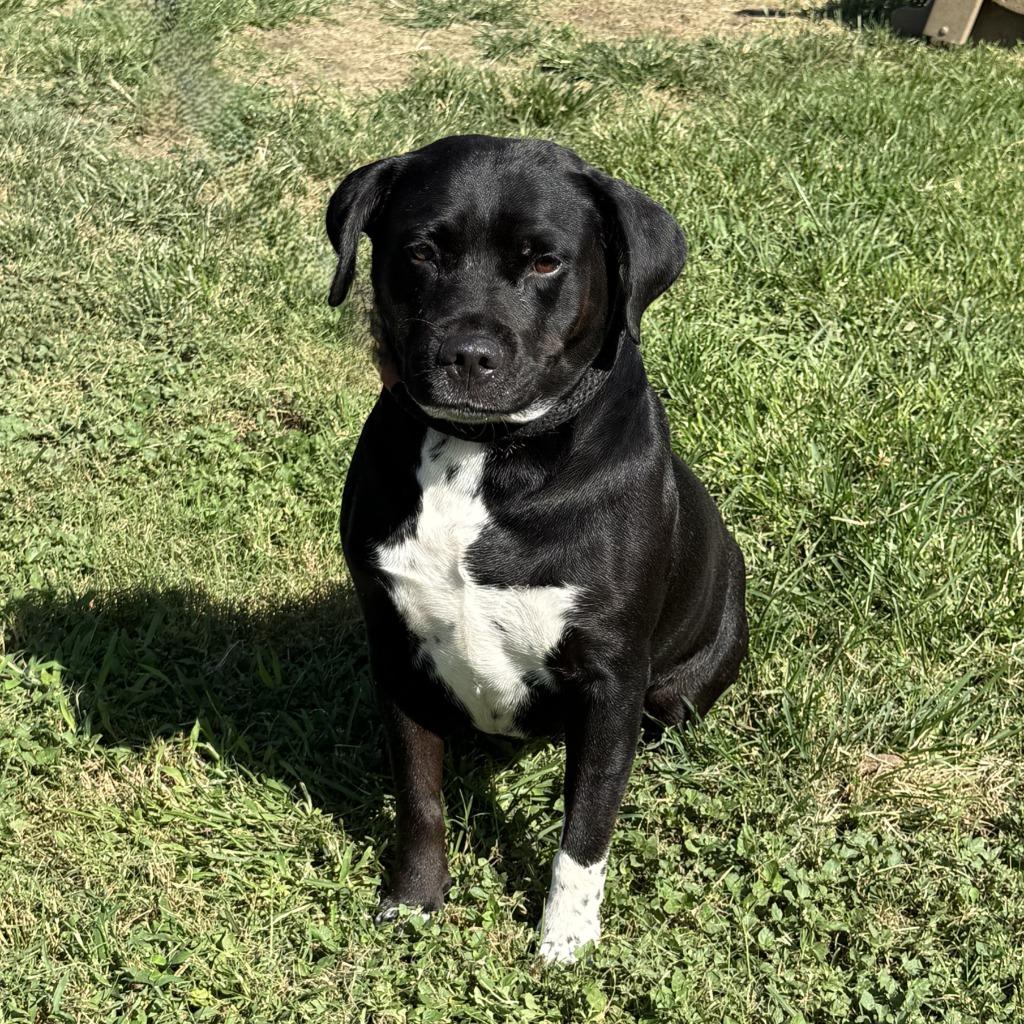 Luna, a Adoptable mixed breed in Brenham, TX image 6/6