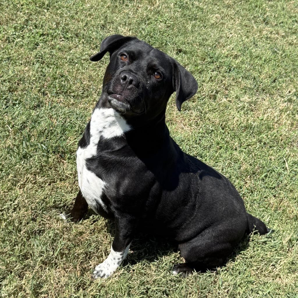 Enlarge Luna, a Adoptable mixed breed in Brenham, TX image 6/6