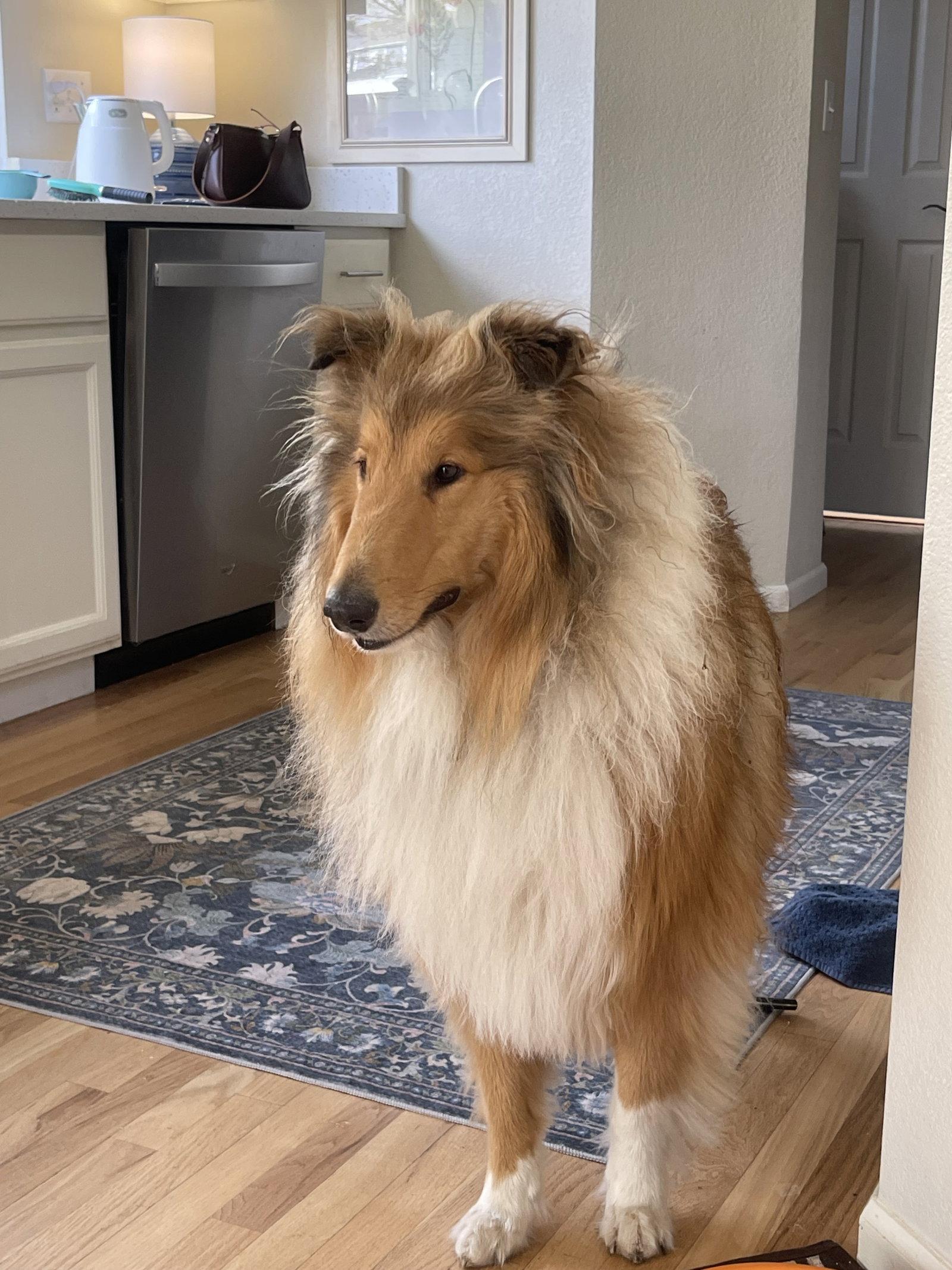 Wynn, a Adoptable Collie in Pueblo West, CO image 1/2