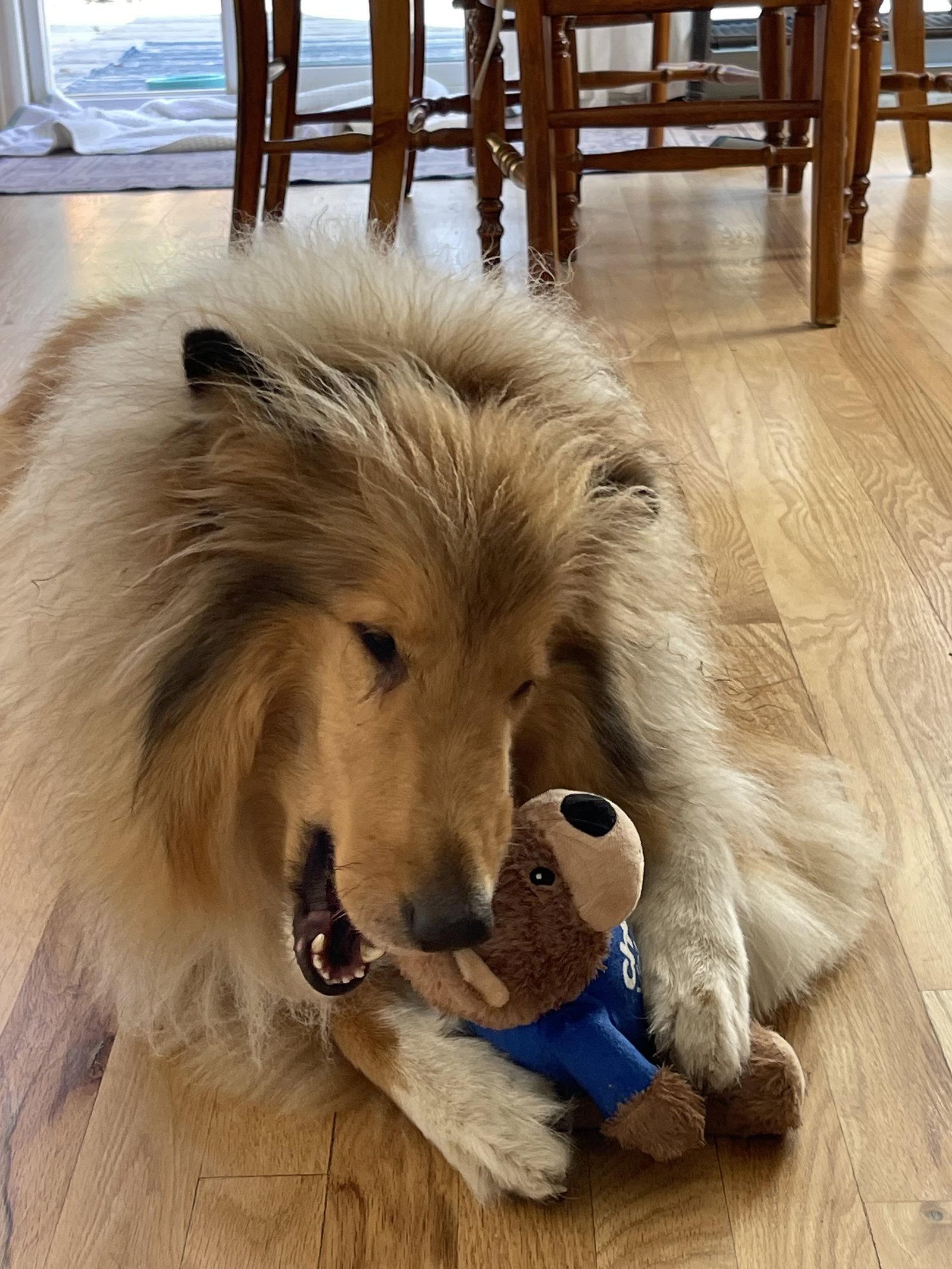 Wynn, a Adoptable Collie in Pueblo West, CO image 2/2