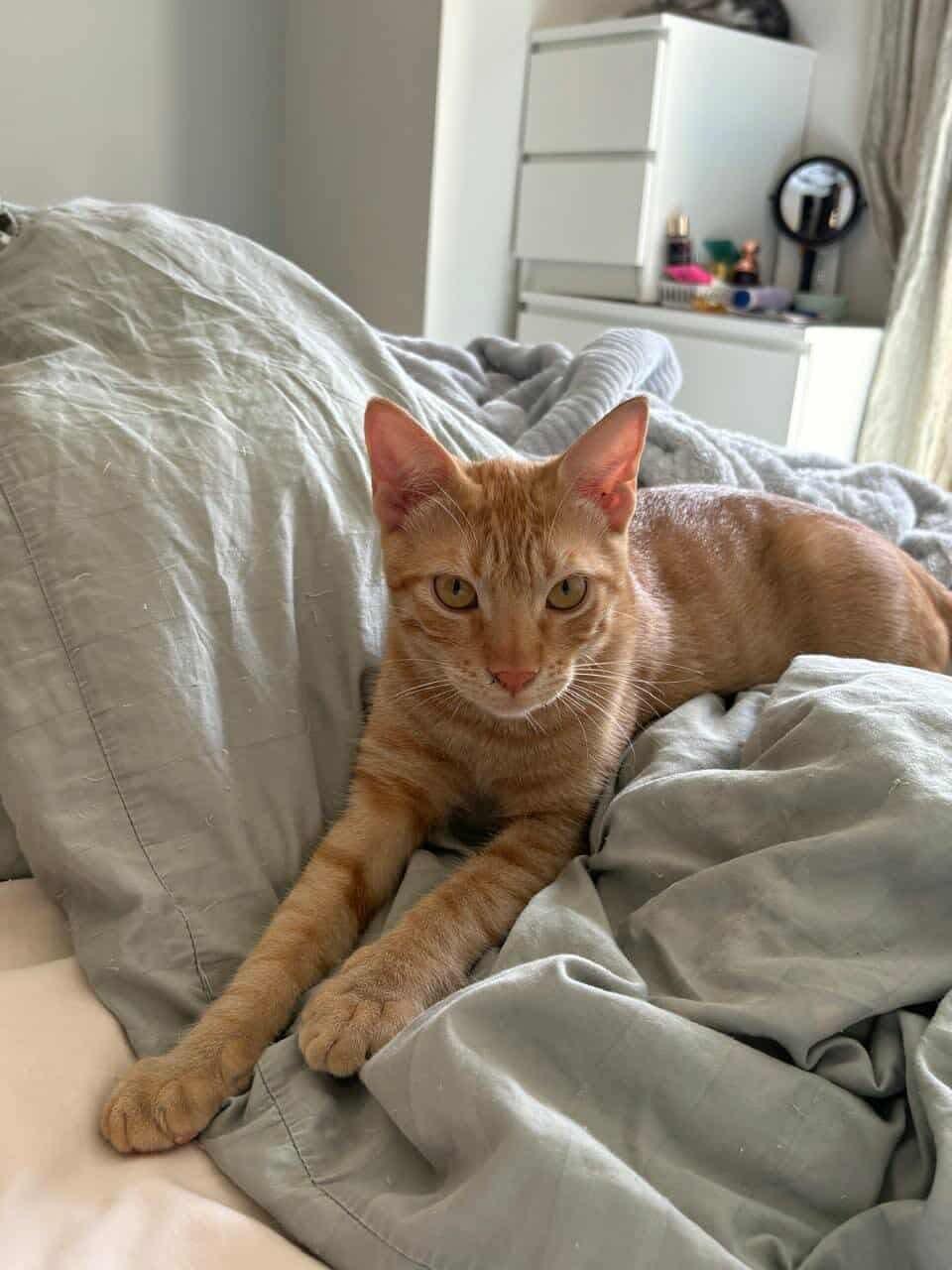 Samba, a Adoptable mixed breed in Newmarket, ON image 2/4