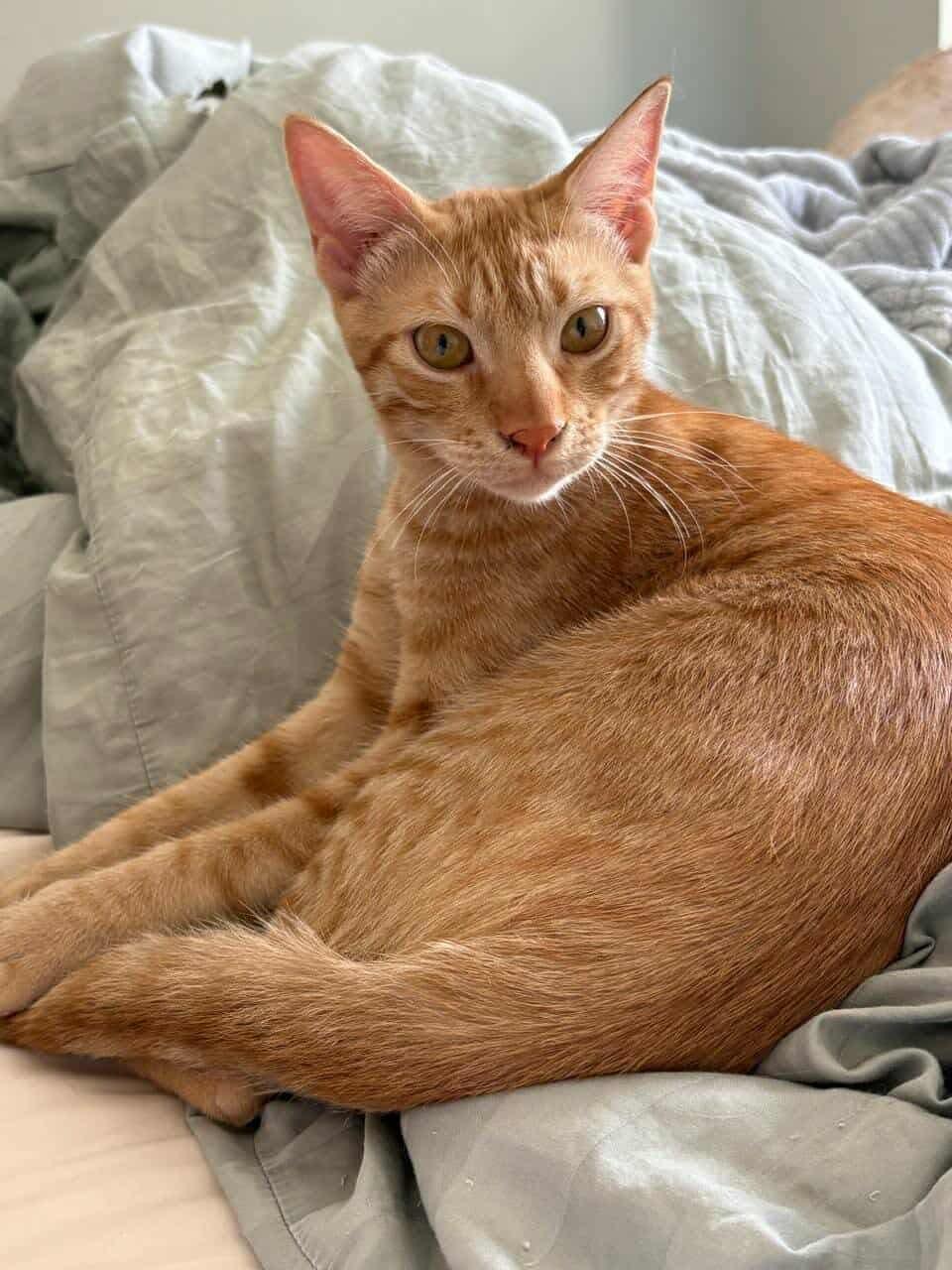 Samba, a Adoptable mixed breed in Newmarket, ON image 4/4