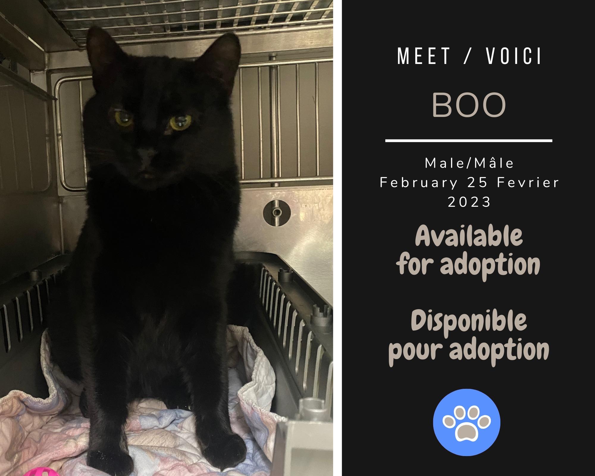 Boo, Adoptable, Adult Male Domestic Short Hair.