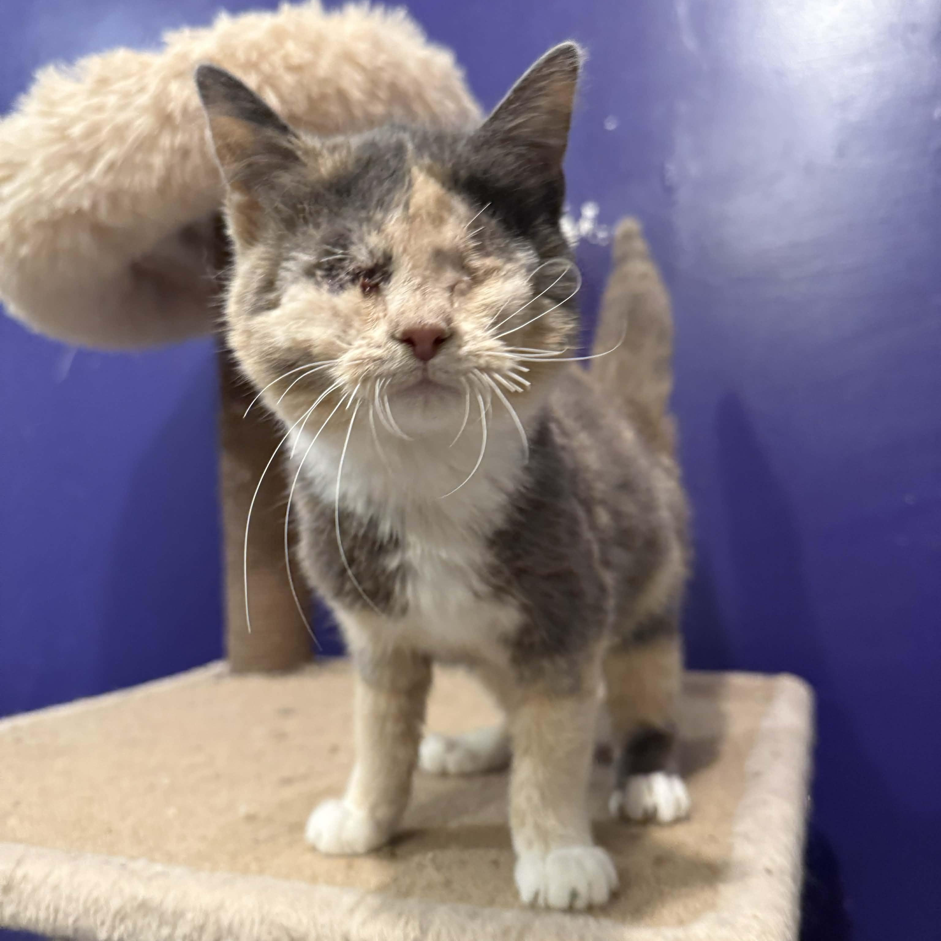 Enlarge Marge, an adopted mixed breed in Antioch, CA image 5/6