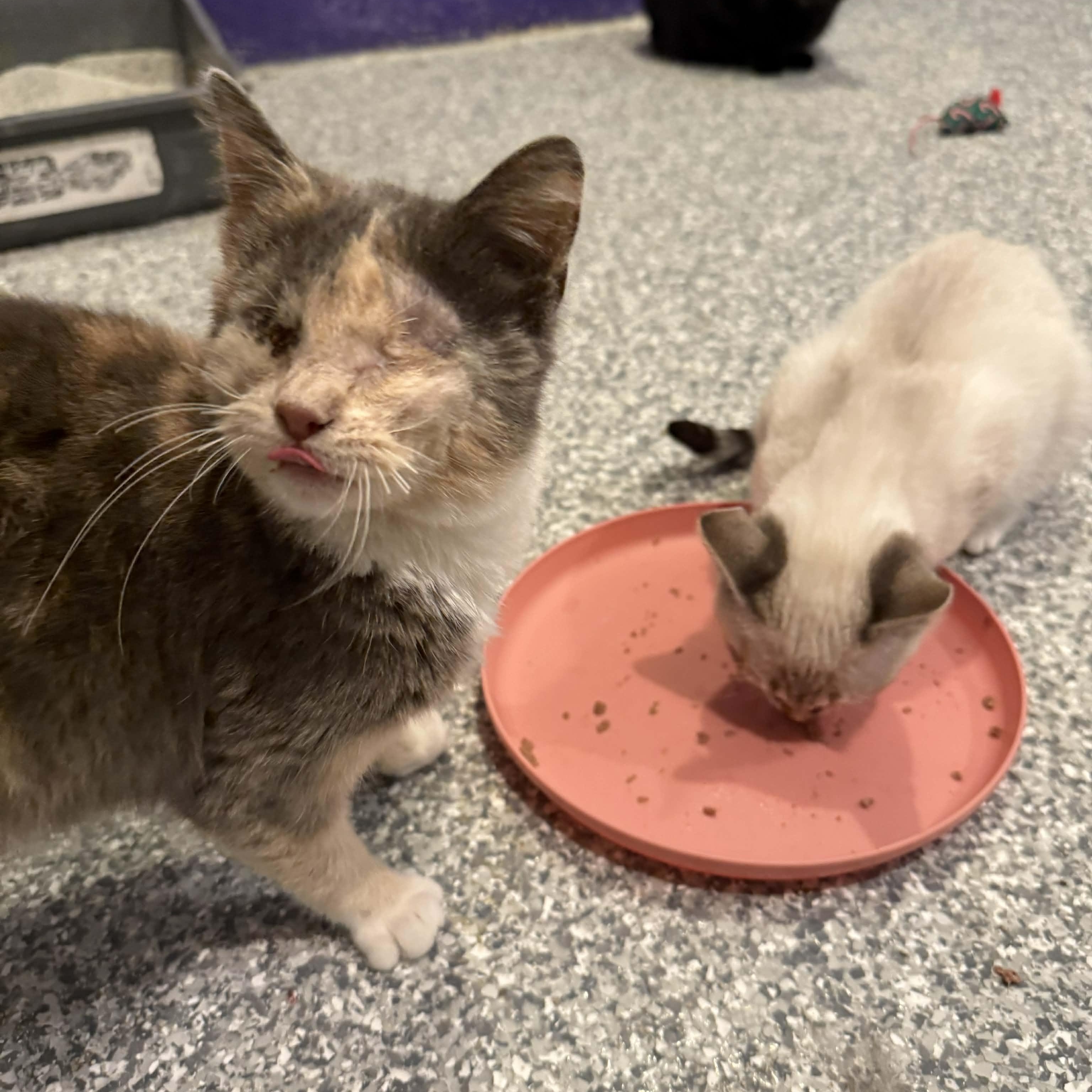 Enlarge Marge, an adopted mixed breed in Antioch, CA image 6/6