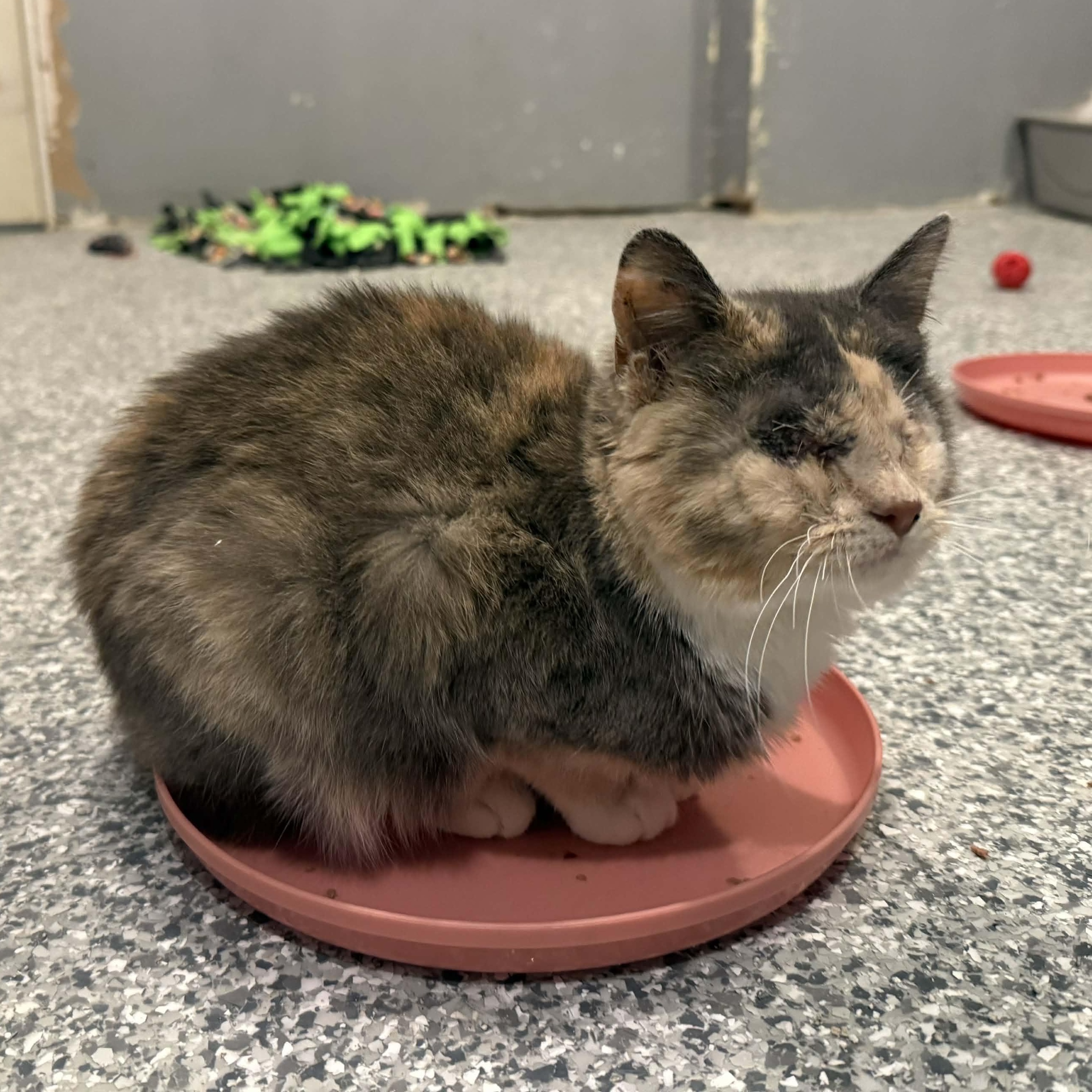 Enlarge Marge, an adopted mixed breed in Antioch, CA image 2/6