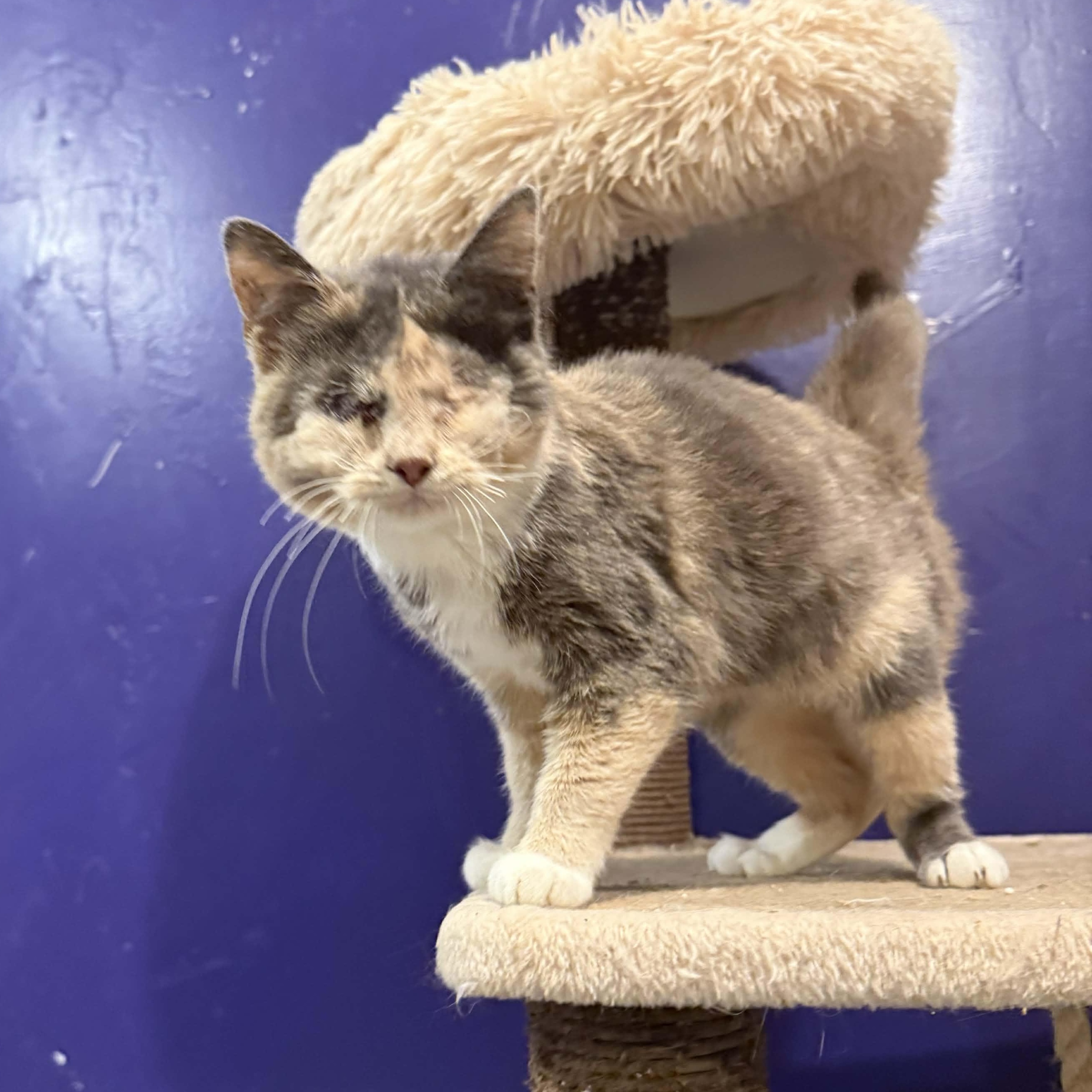 Enlarge Marge, an adopted mixed breed in Antioch, CA image 4/6