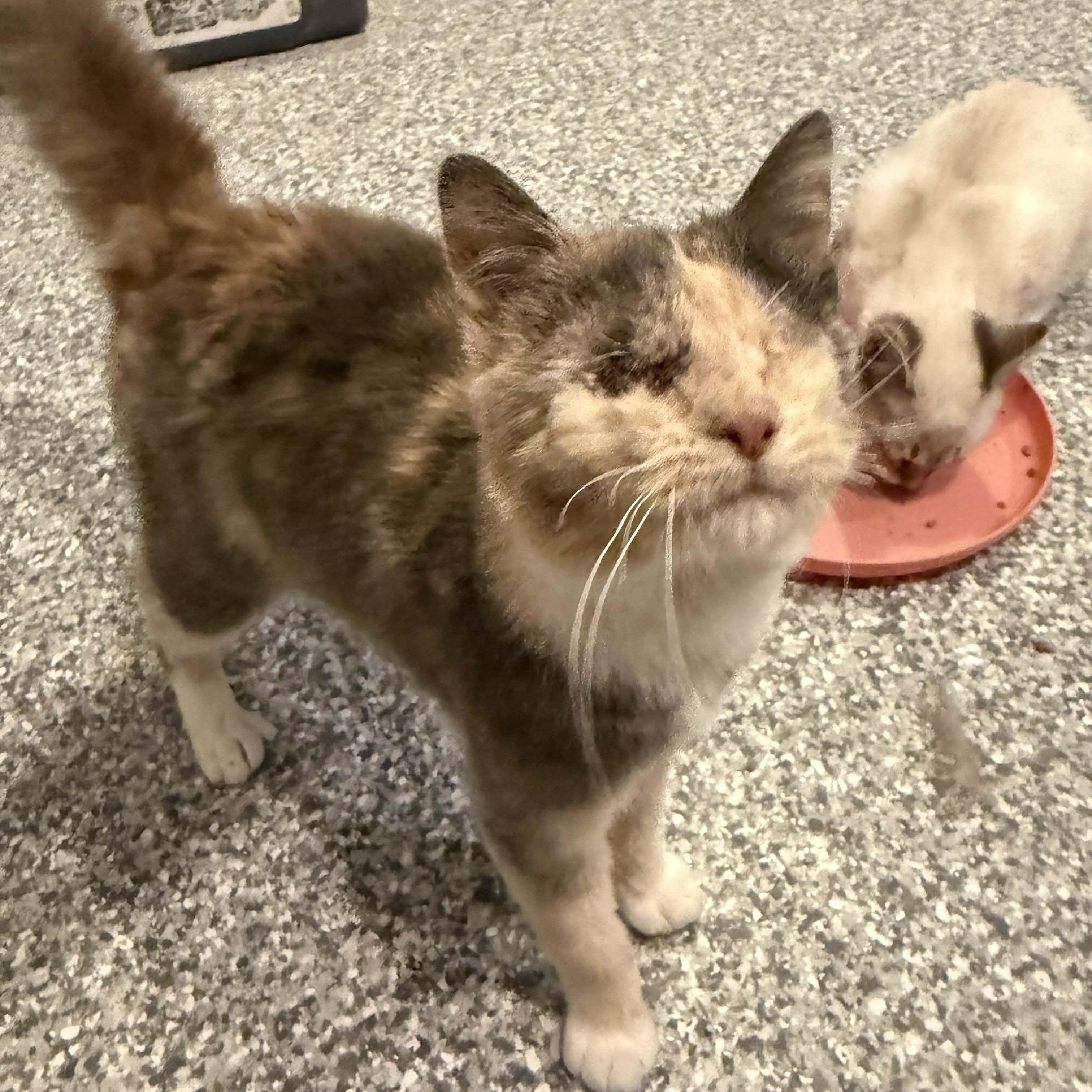 Enlarge Marge, an adopted mixed breed in Antioch, CA image 3/6