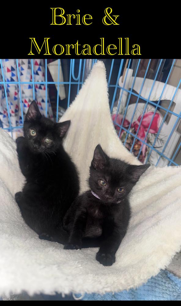 Brie, Adoptable, Kitten Female Domestic Short Hair.