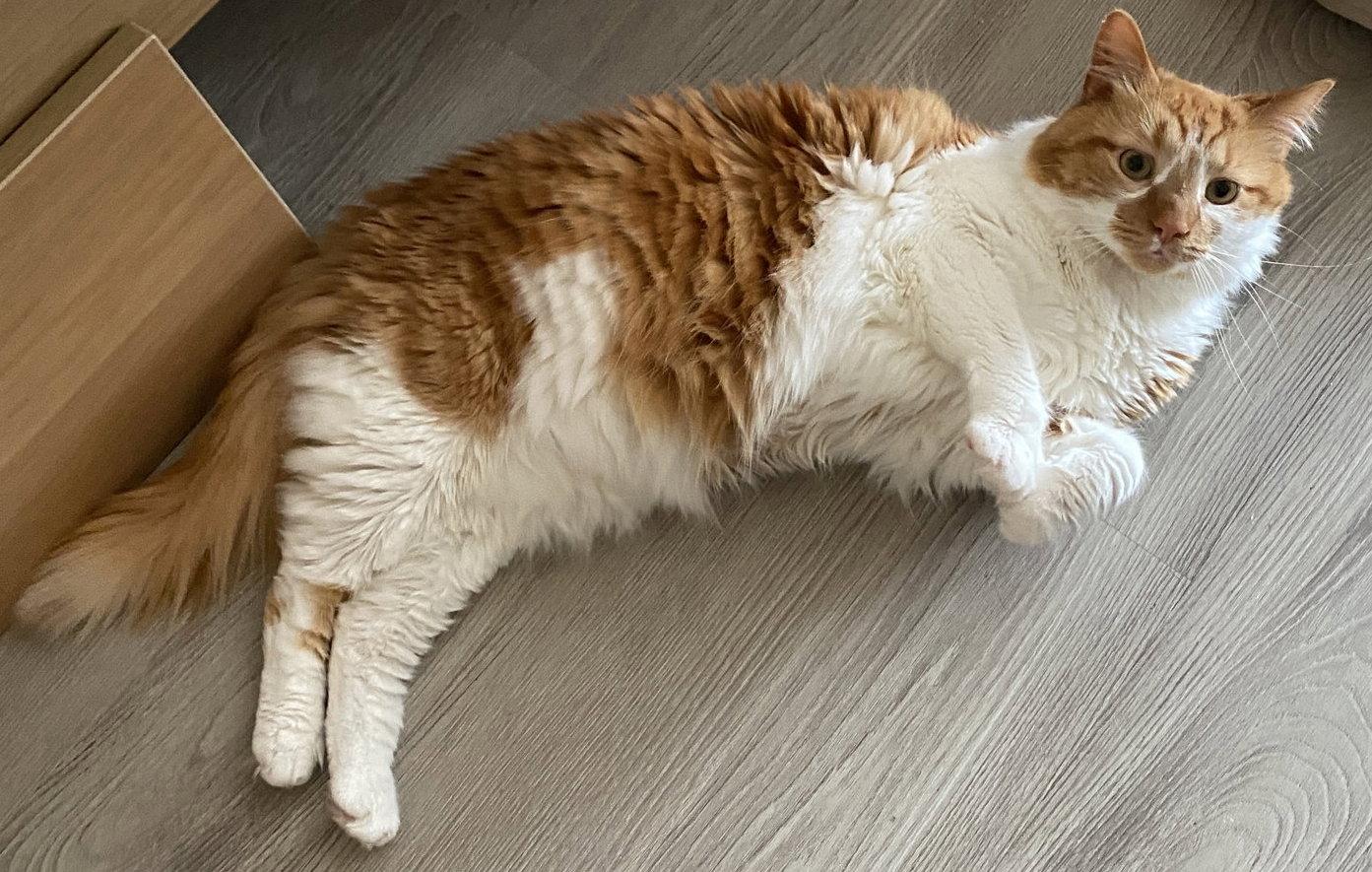 Spock, Adoptable, Adult Male Maine Coon & Tabby.