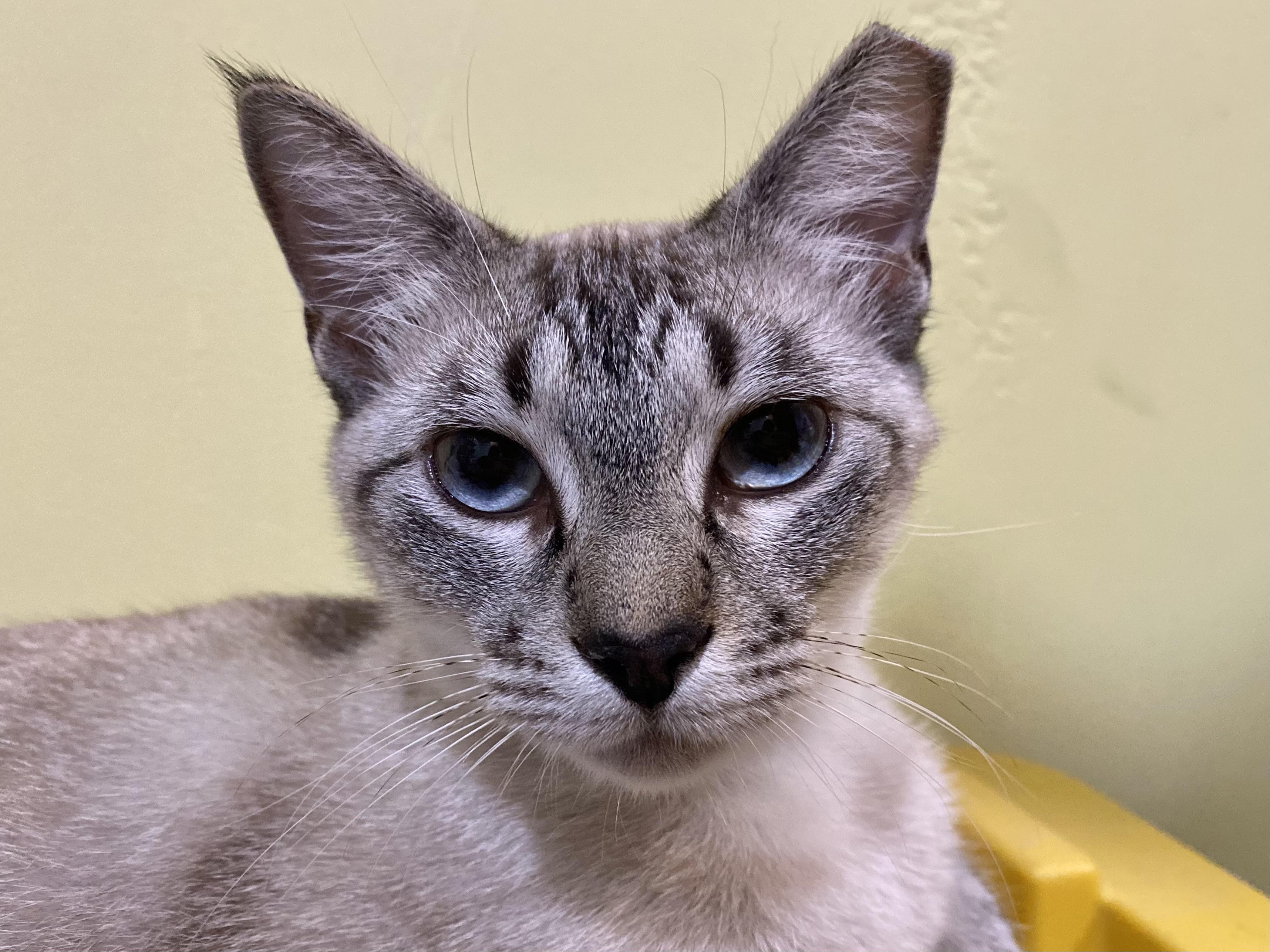 Nieve, an adoptable Tabby in Granite Shoals, TX, 78654 | Photo Image 1