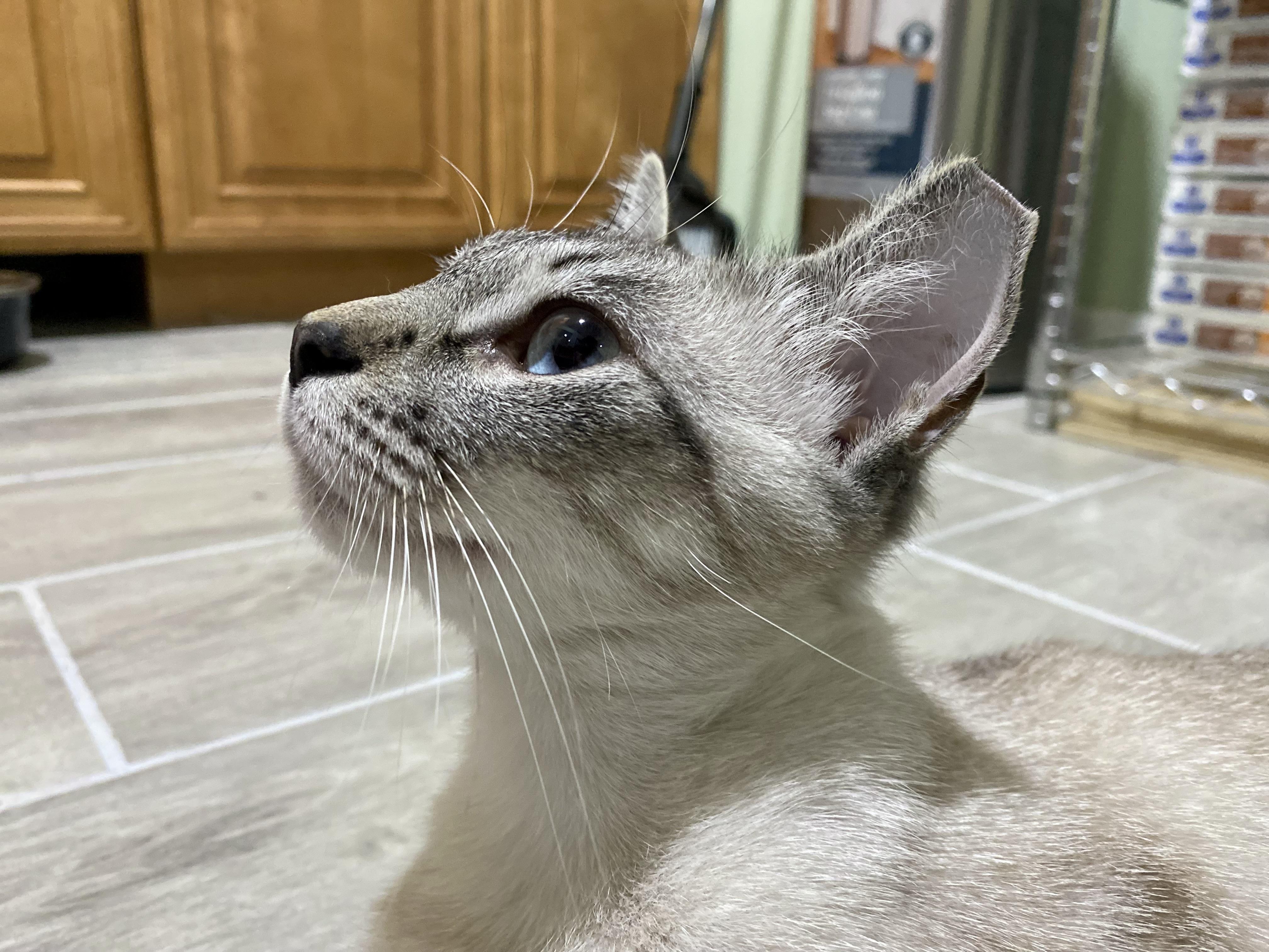 Nieve, an adoptable Tabby in Granite Shoals, TX, 78654 | Photo Image 4