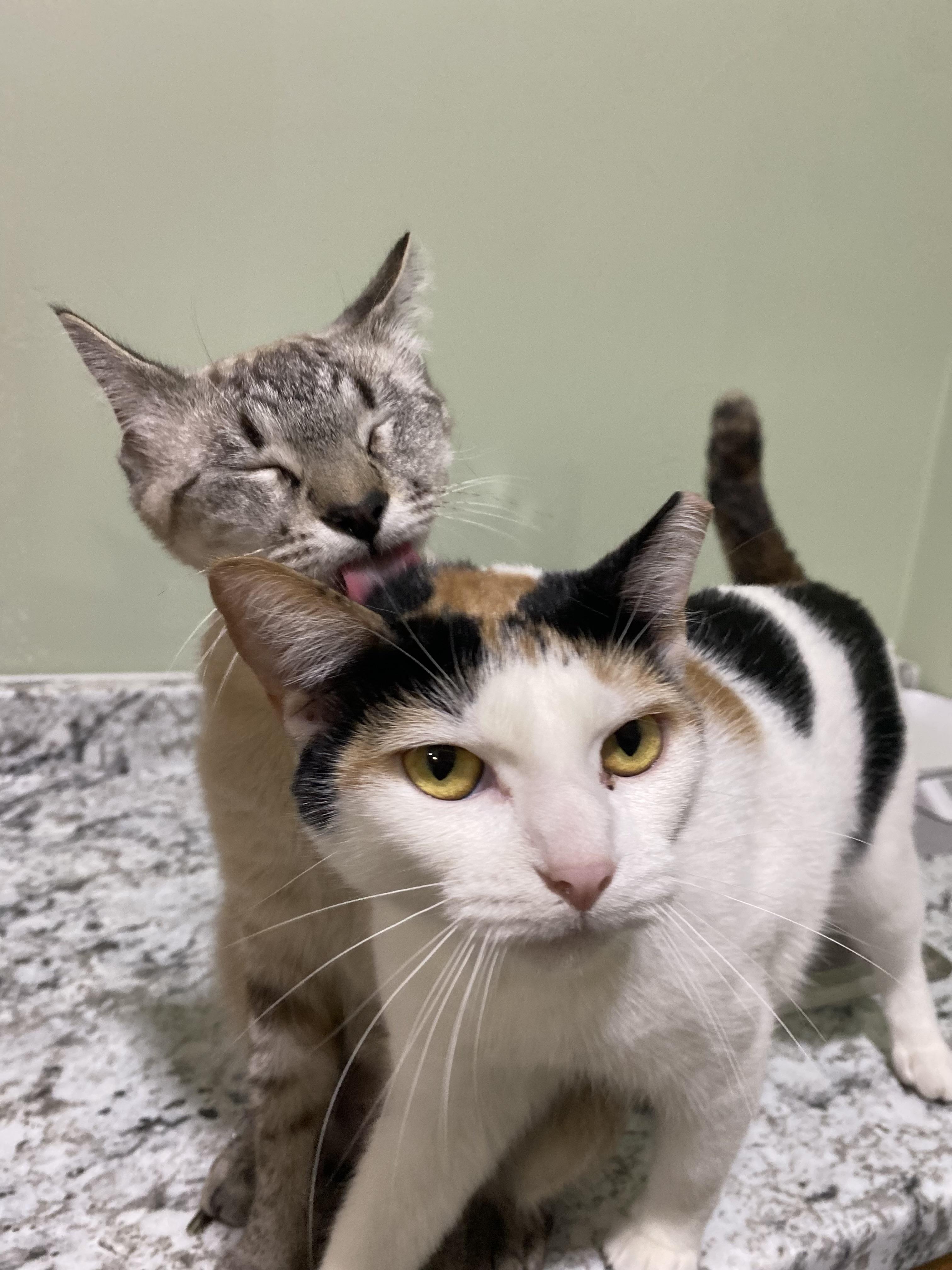 Nieve, an adoptable Tabby in Granite Shoals, TX, 78654 | Photo Image 3