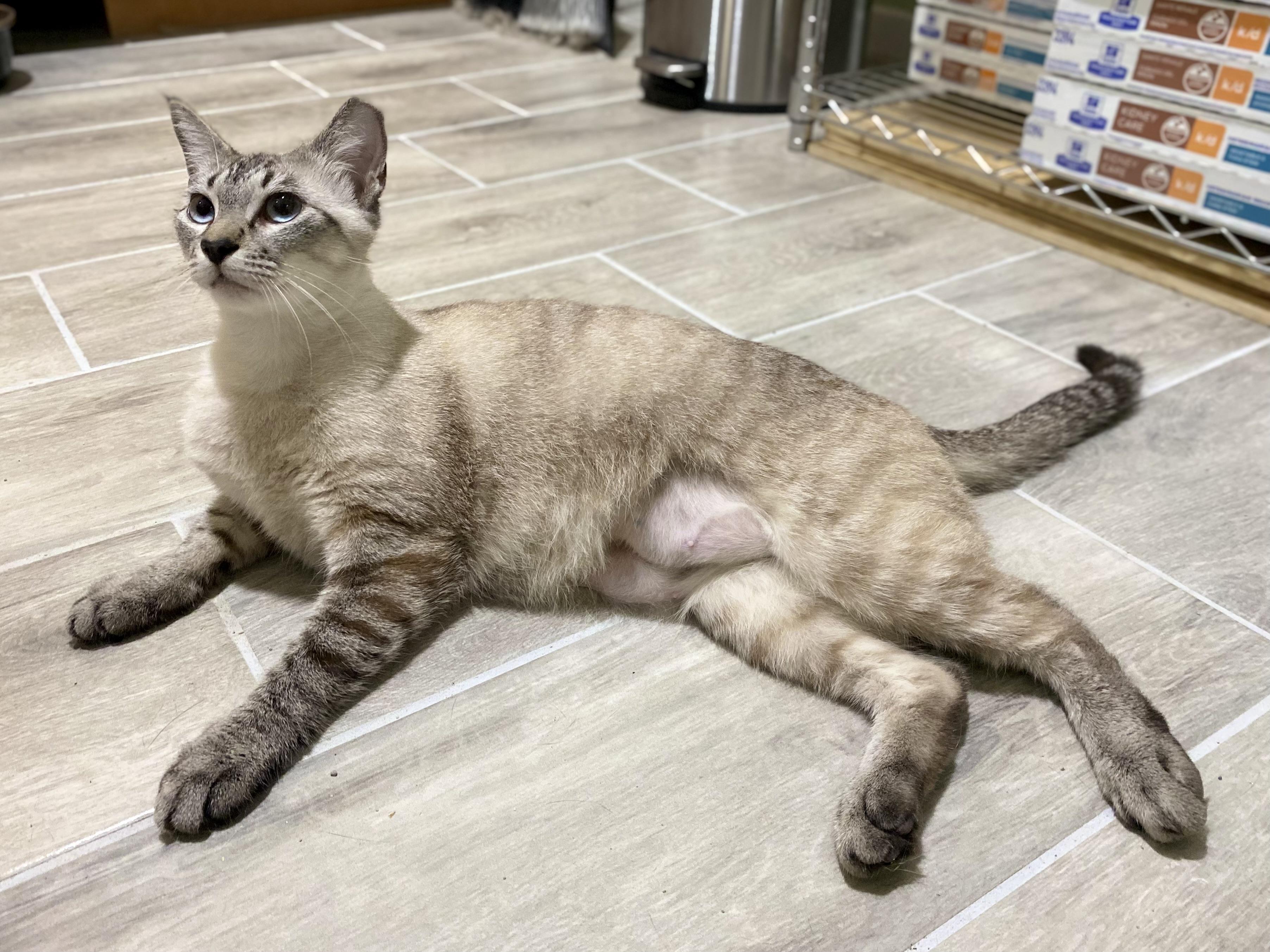 Nieve, an adoptable Tabby in Granite Shoals, TX, 78654 | Photo Image 2