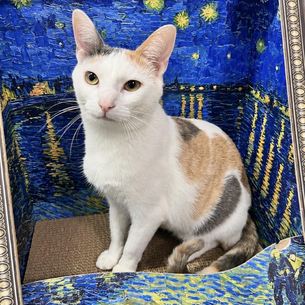 Enlarge Bubbles in the Tub, a Adoptable Domestic Short Hair in Boerne, TX image 1/3