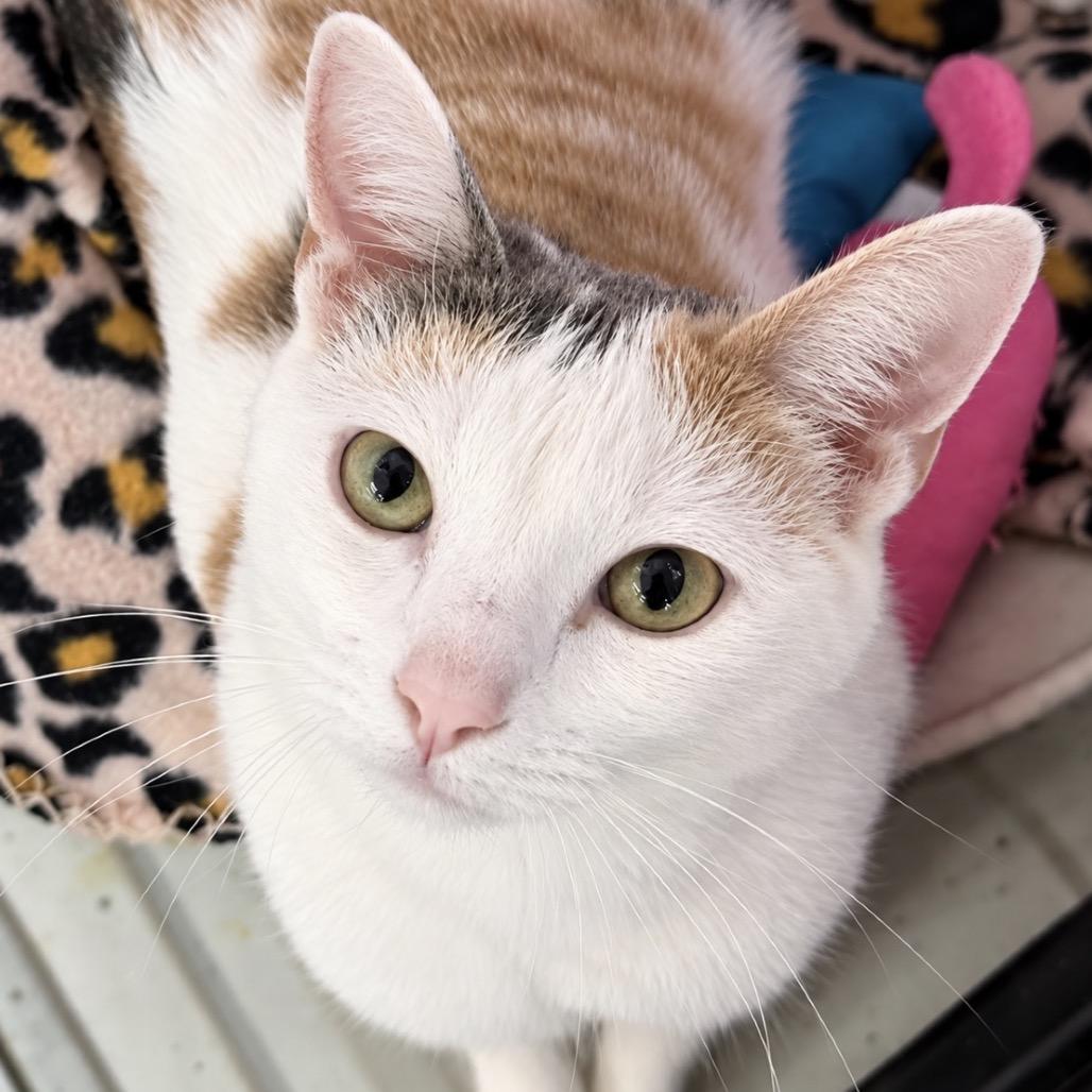 Enlarge Bubbles in the Tub, a Adoptable Domestic Short Hair in Boerne, TX image 2/3