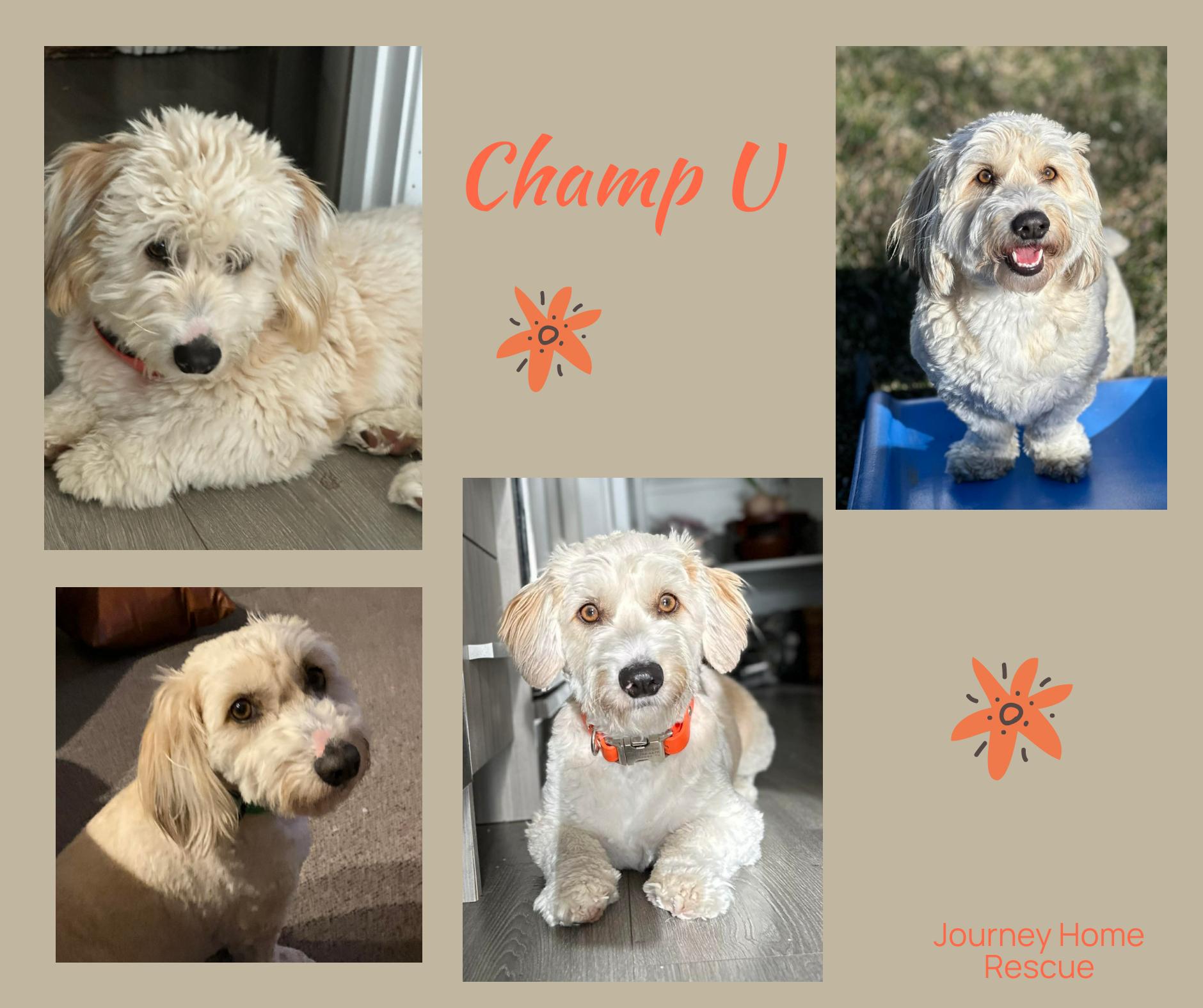 Enlarge Champ U, a ADOPTABLE Goldendoodle in East Wenatchee, WA image 1/1