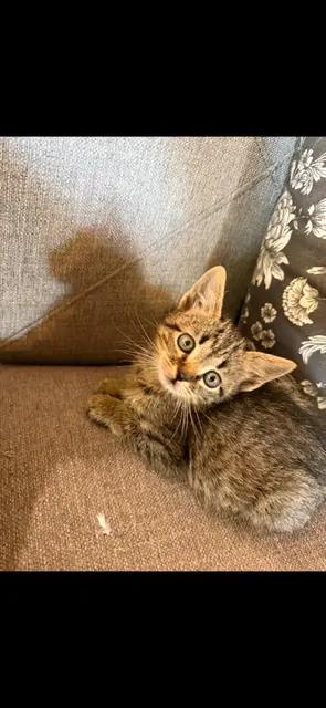 Everest, ADOPTABLE, Kitten Male Domestic Short Hair.