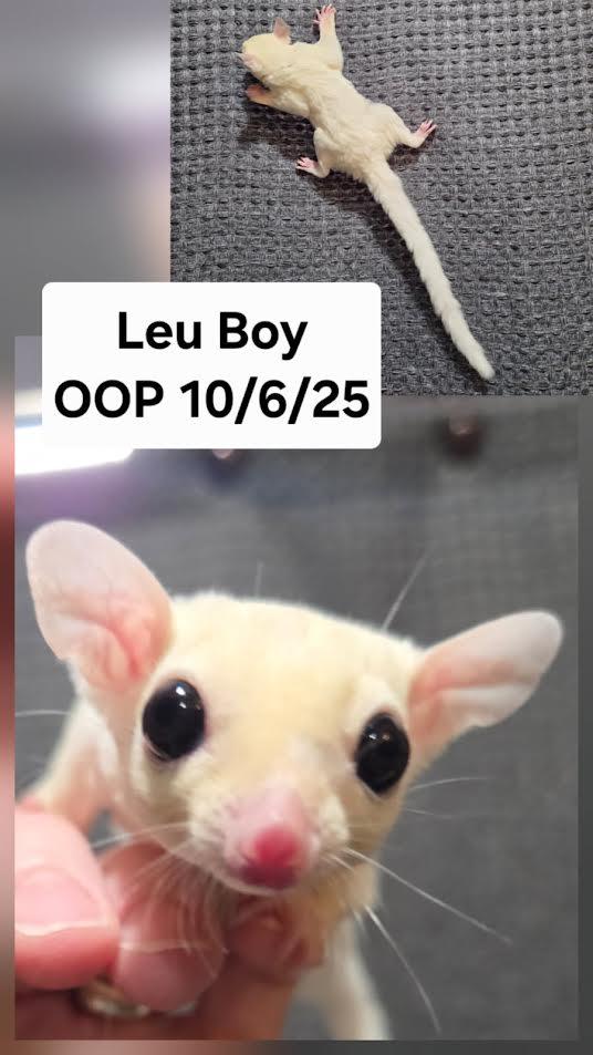 Teddy, Adoptable, Baby Male Sugar Glider.