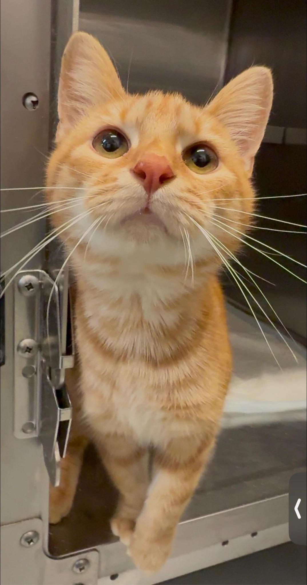 Hope, ADOPTABLE, Adult Male Domestic Short Hair.