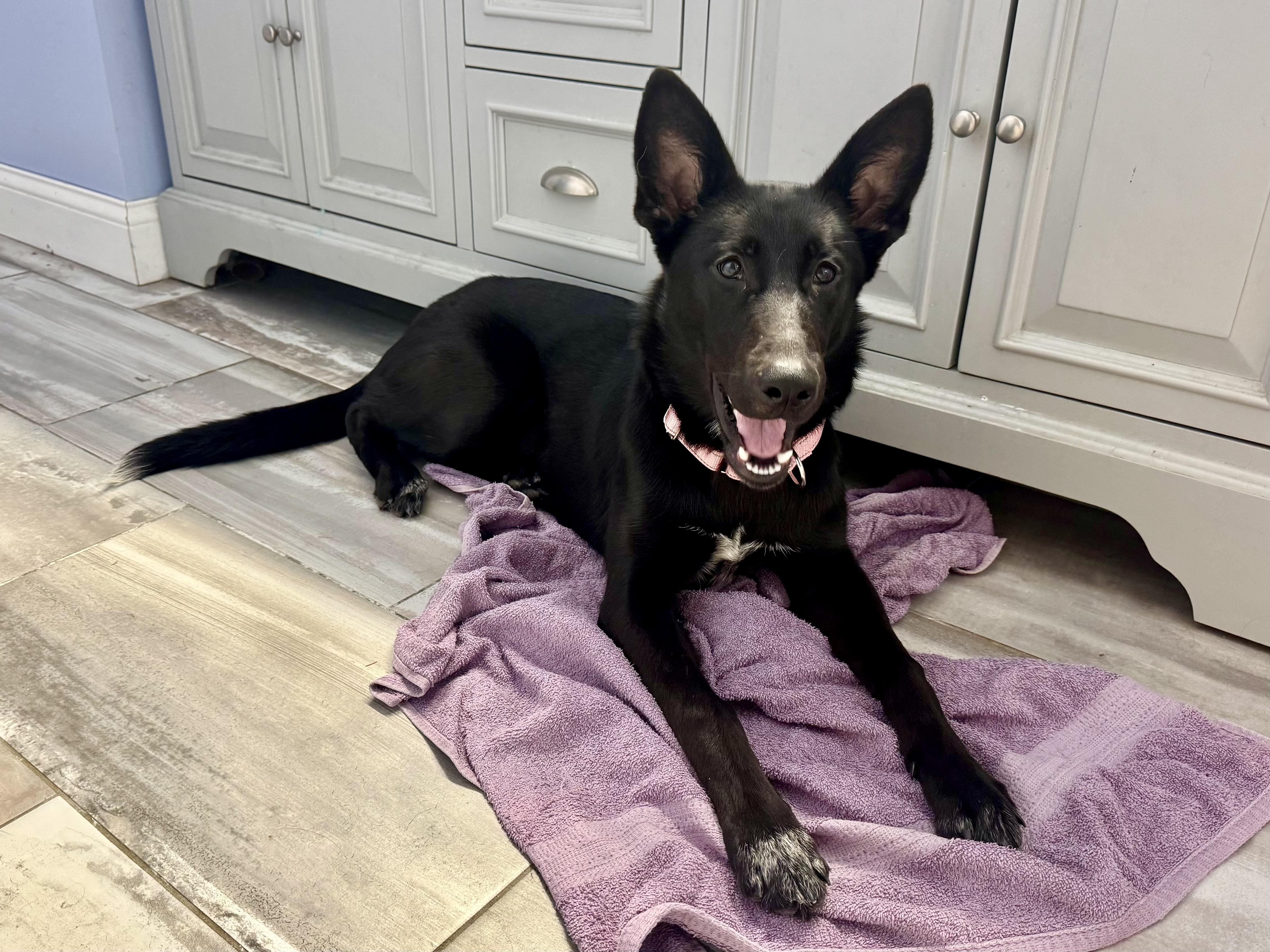 Enlarge Nala, a ADOPTABLE mixed breed in Hartland, MI image 1/6