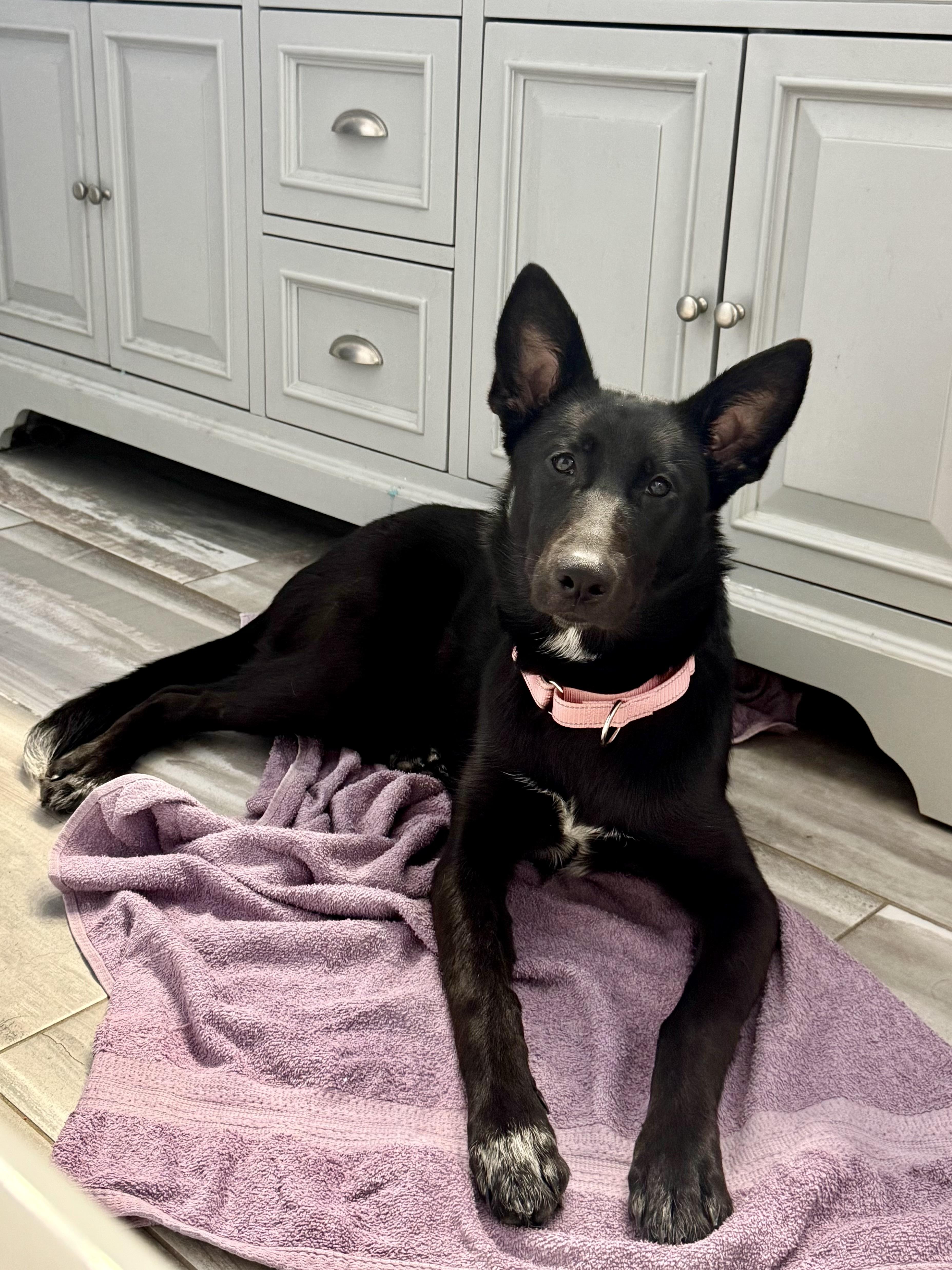 Enlarge Nala, a ADOPTABLE mixed breed in Hartland, MI image 2/6