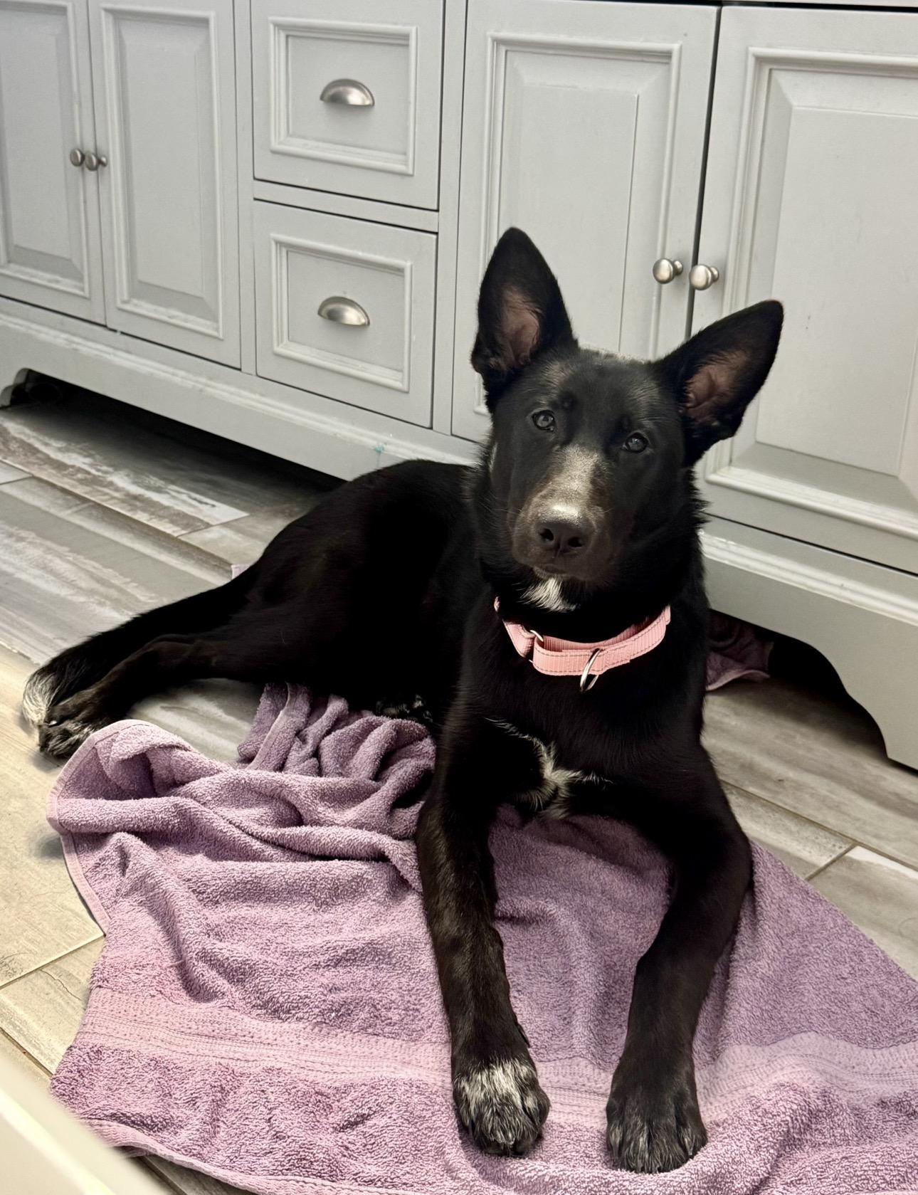 Nala, ADOPTABLE, Young Female German Shepherd Dog & Belgian Shepherd / Malinois.