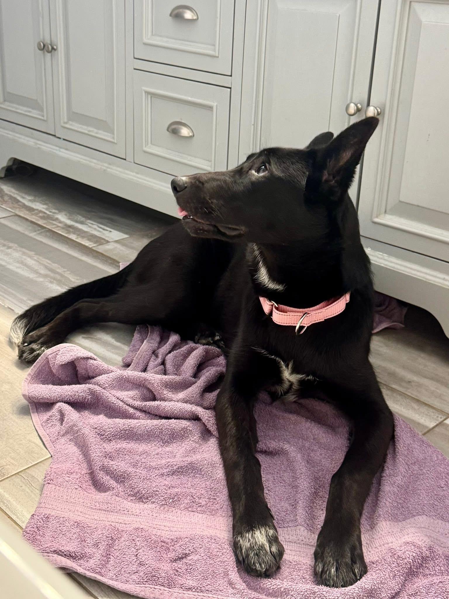 Enlarge Nala, a ADOPTABLE mixed breed in Hartland, MI image 4/6