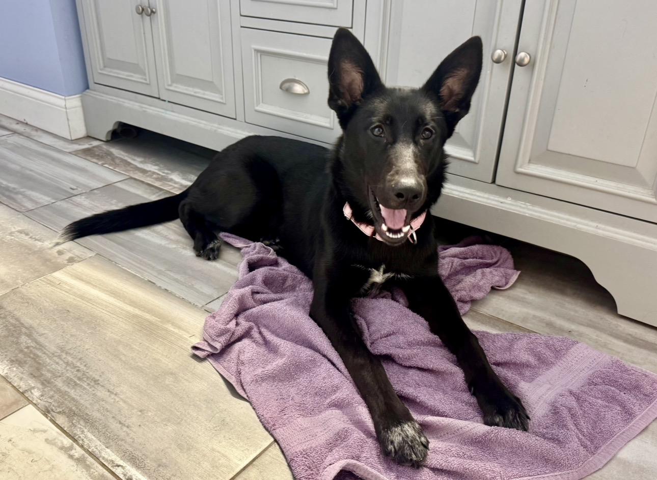 Enlarge Nala, a ADOPTABLE mixed breed in Hartland, MI image 6/6