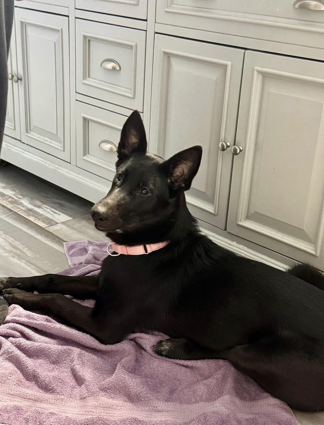 Enlarge Nala, a ADOPTABLE mixed breed in Hartland, MI image 5/6