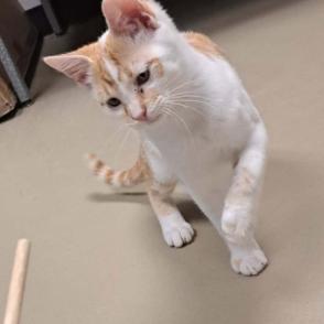 James, Adoptable, Kitten Male Domestic Short Hair.