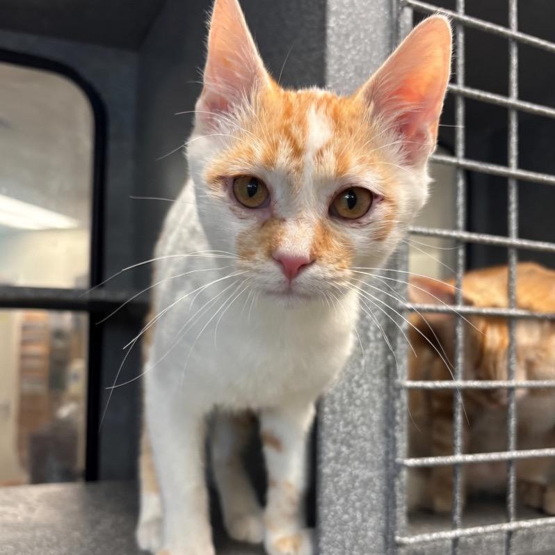Enlarge James, a Adoptable Domestic Short Hair in Rexburg, ID image 2/4