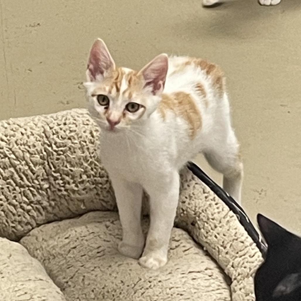 James, a Adoptable Domestic Short Hair in Rexburg, ID image 2/3