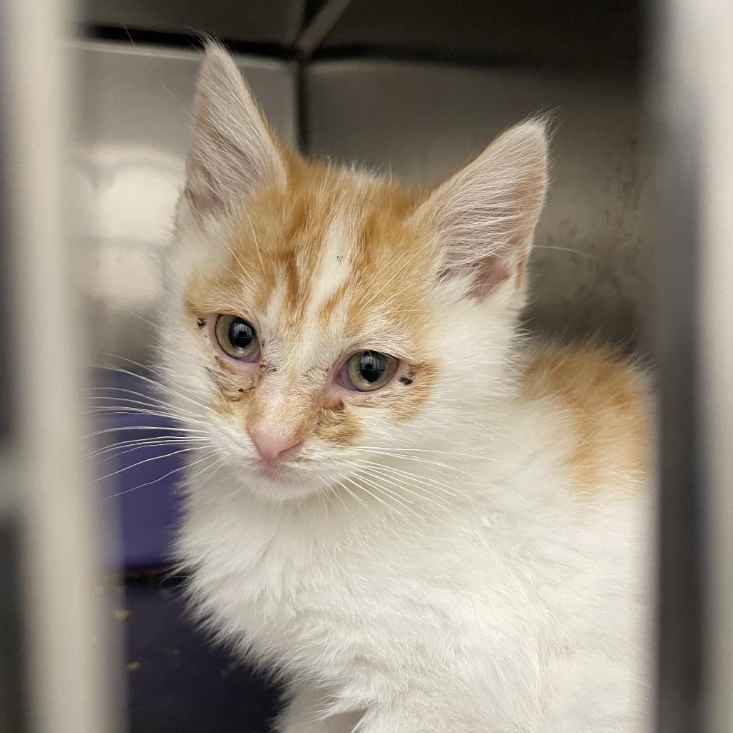 James, a Adoptable Domestic Short Hair in Rexburg, ID image 3/3