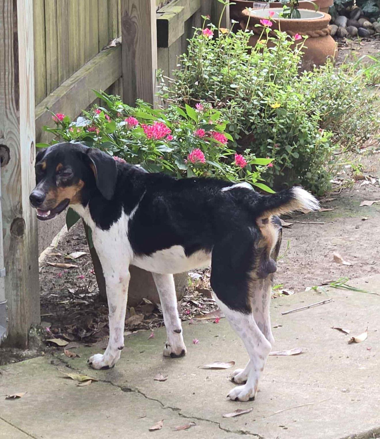 Enlarge Buddy, a Adopted mixed breed in Oakhurst, NJ image 1/3